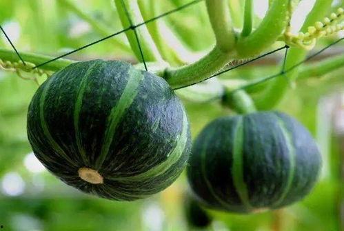 网红刘二萌吃瓜图片大全,揭秘网红日常趣味瞬间  第2张